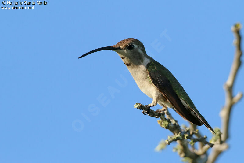 Colibri élise mâle immature, identification