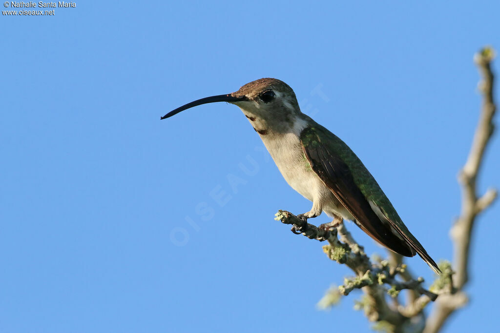 Mexican Sheartail male immature, identification