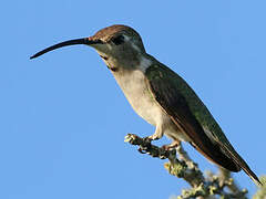 Mexican Sheartail