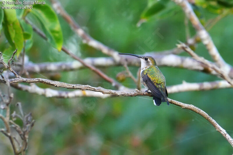 Mexican Sheartail female adult, identification