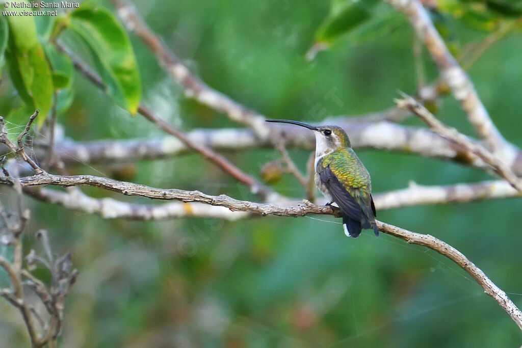 Colibri élise femelle adulte, identification