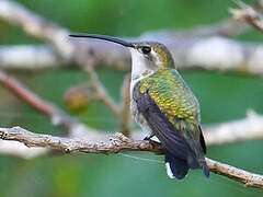 Mexican Sheartail