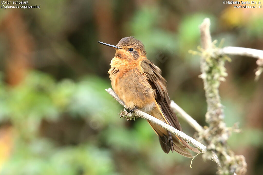 Shining Sunbeamadult, identification