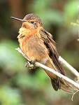 Colibri étincelant