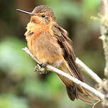 Colibri étincelant