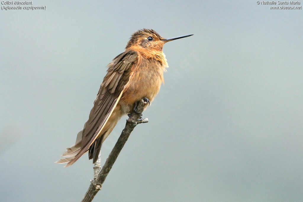 Shining Sunbeamadult, identification