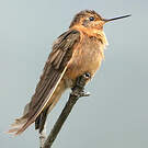 Colibri étincelant