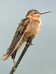 Colibri étincelant