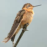 Colibri étincelant