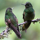 Colibri flavescent