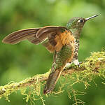 Colibri flavescent