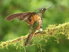 Buff-tailed Coronet