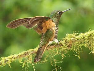 Colibri flavescent