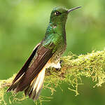 Colibri flavescent