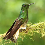 Colibri flavescent