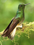 Buff-tailed Coronet