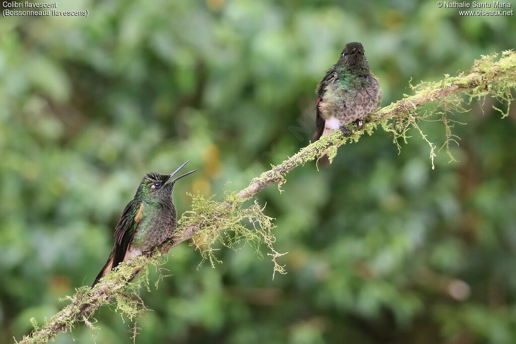 Buff-tailed Coronetadult, identification