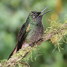 Colibri flavescent