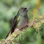 Colibri flavescent