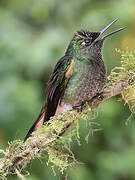 Buff-tailed Coronet