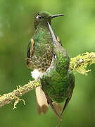 Buff-tailed Coronet