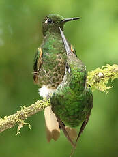 Colibri flavescent