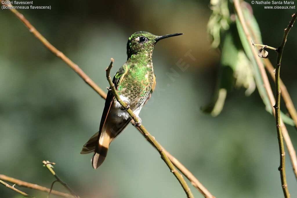 Buff-tailed Coronetadult, identification