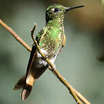 Colibri flavescent