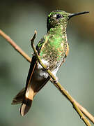 Buff-tailed Coronet