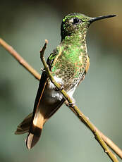 Colibri flavescent