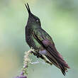Colibri flavescent