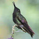 Colibri flavescent
