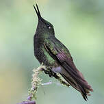 Colibri flavescent