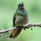 Colibri flavescent