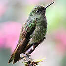 Colibri flavescent