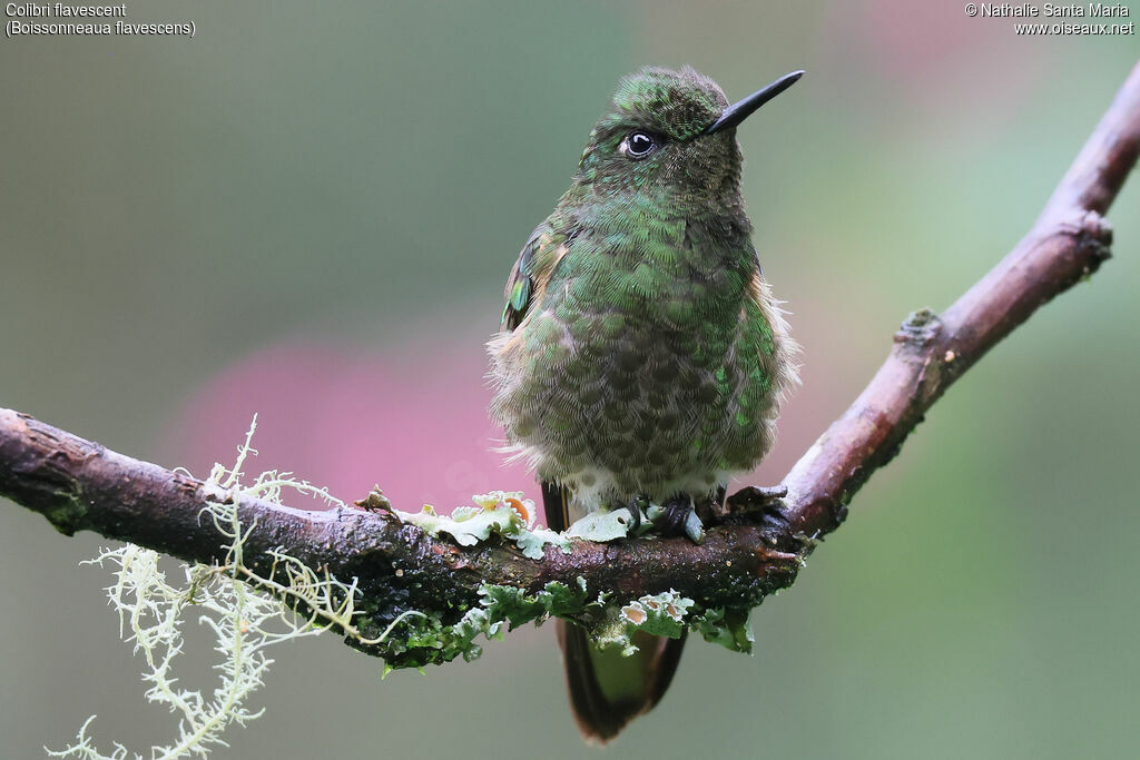 Colibri flavescentadulte, identification