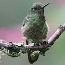 Colibri flavescent