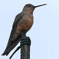 Colibri géant