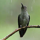 Colibri grivelé