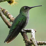 Colibri grivelé