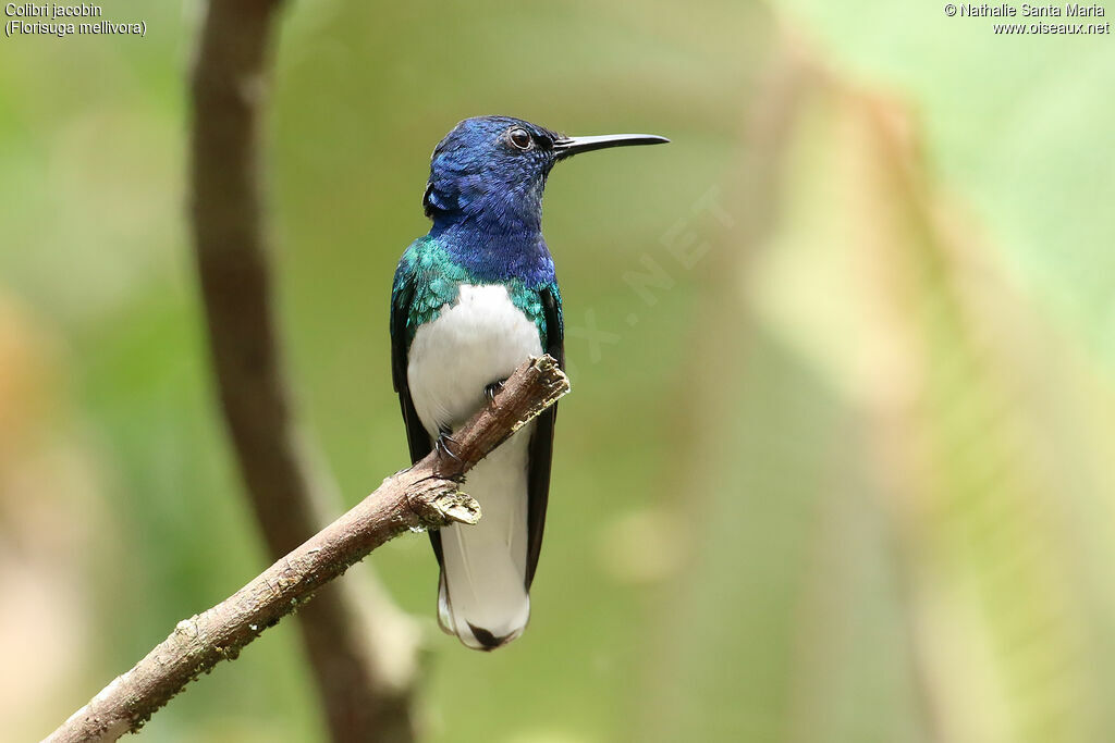 Colibri jacobin mâle adulte nuptial, identification