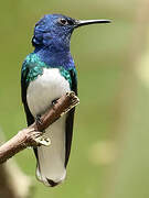 White-necked Jacobin