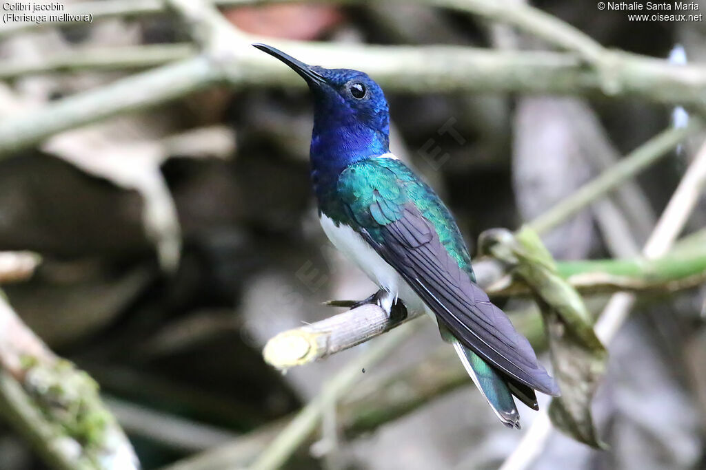 Colibri jacobinadulte, identification