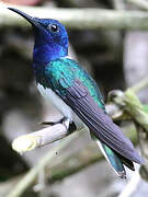 White-necked Jacobin