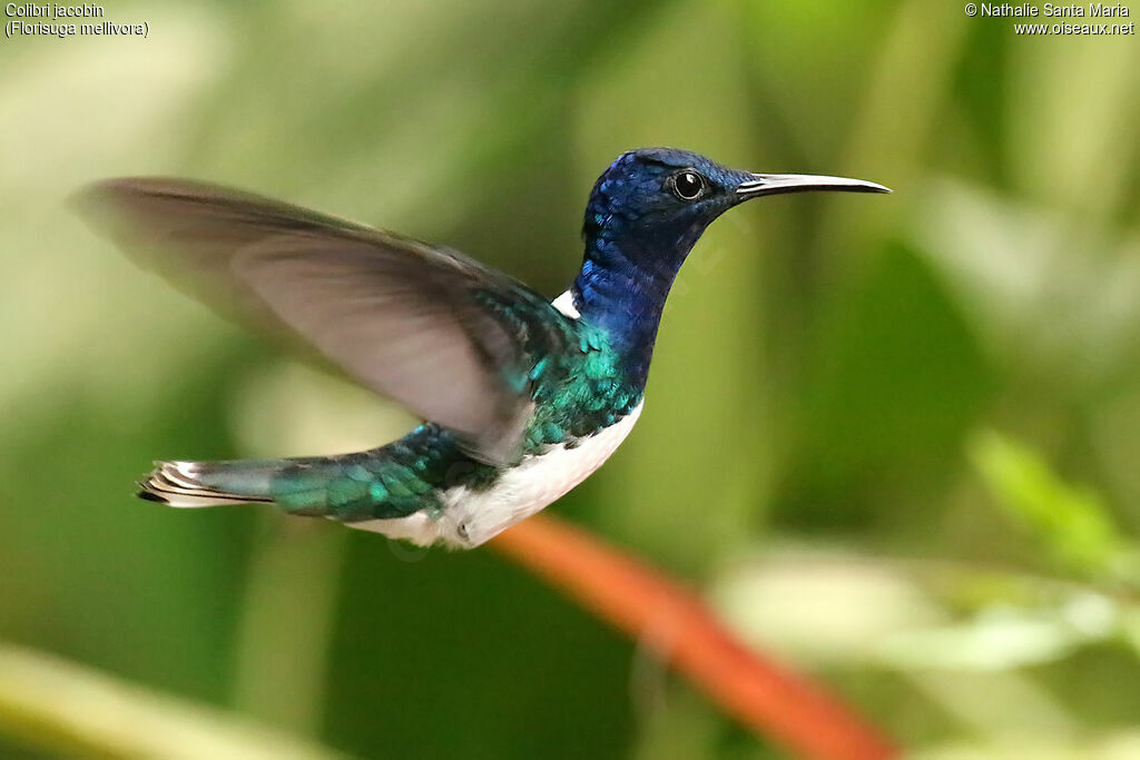 White-necked Jacobin male adult, Flight