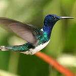 Colibri jacobin