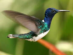 White-necked Jacobin