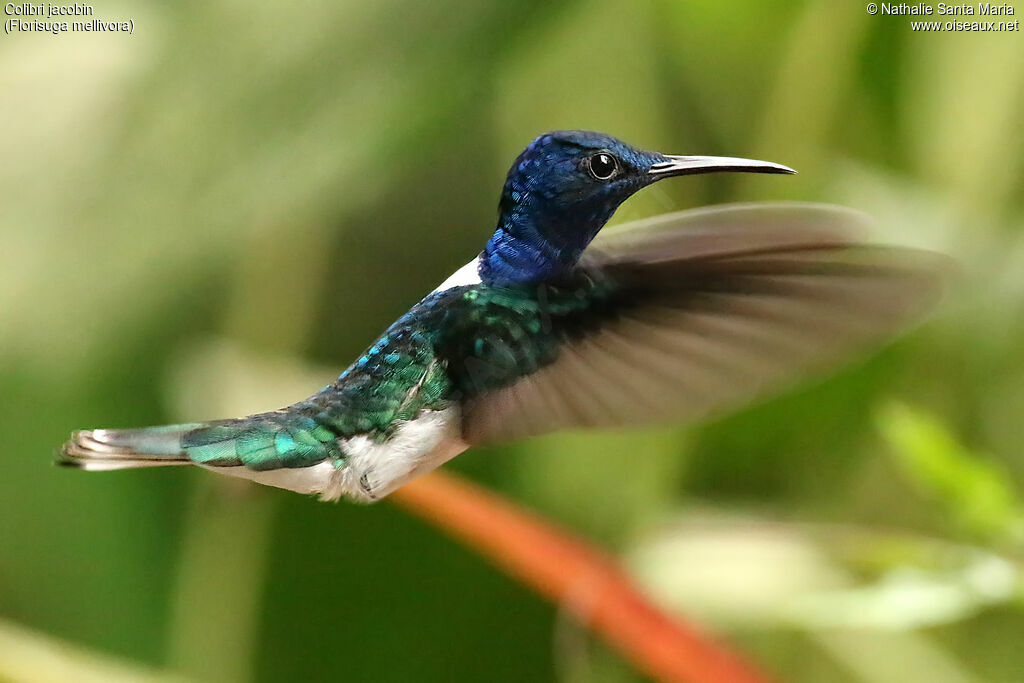 White-necked Jacobin male adult, Flight