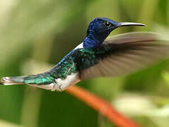 White-necked Jacobin