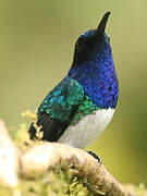 White-necked Jacobin